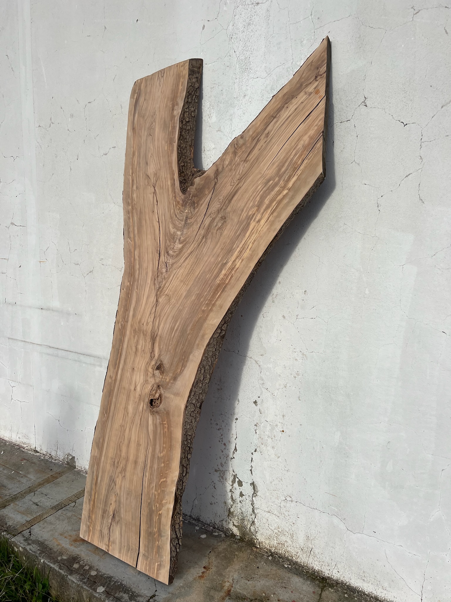 tabua oliveira madeira tabua oliveira madeira